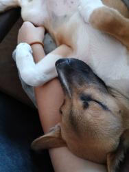 Lost Female Dog last seen El tiro and whitetail, Pima County, AZ 85653