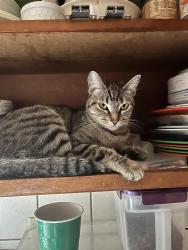 Lost Female Cat last seen Dudley & Lafayette, Fresno, CA 93728