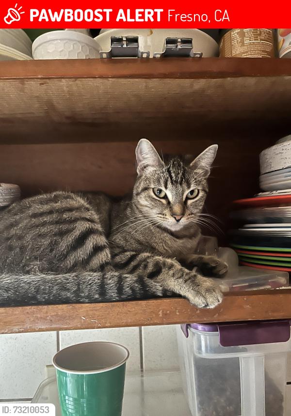 Lost Female Cat last seen Dudley & Lafayette, Fresno, CA 93728