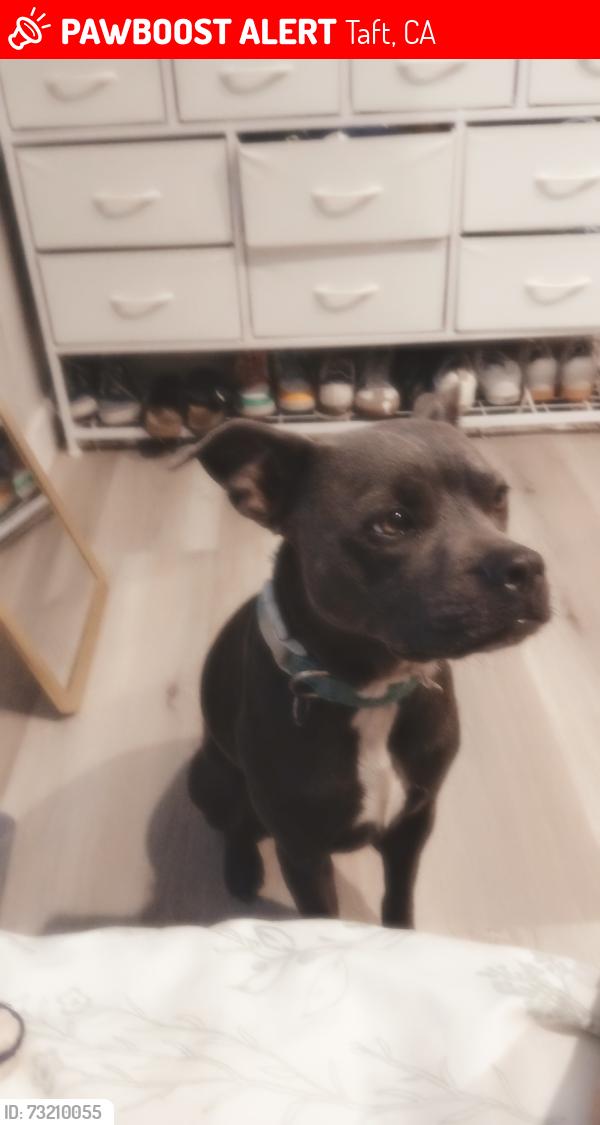 Lost Female Dog last seen Harding ave, Taft, CA 93268