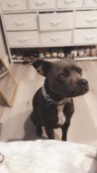 Lost Female Dog last seen Harding ave, Taft, CA 93268