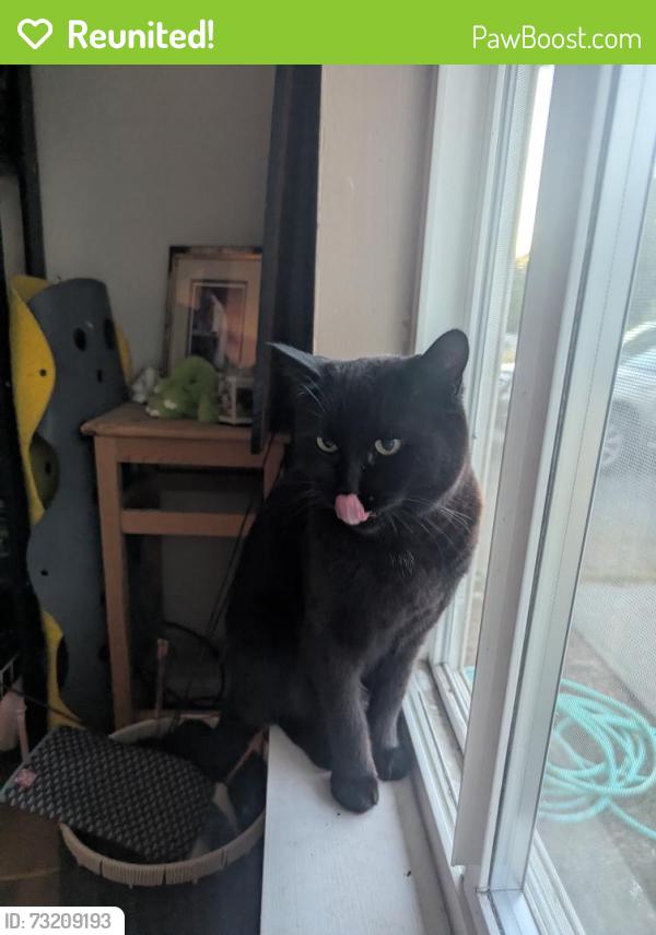 Reunited Male Cat last seen 76th ave w, 196th st sw, Edmonds, WA 98026