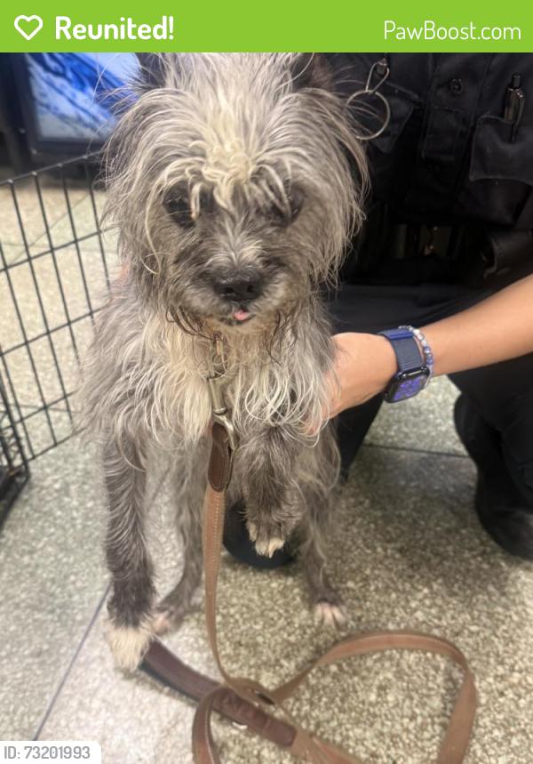Reunited Female Dog last seen Linden Blvd & 226th St, Queens, NY 11411, USA, Queens, NY 11411
