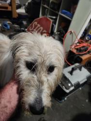 Found/Stray Female Dog last seen Garrison and karns valley, Knoxville, TN 37931