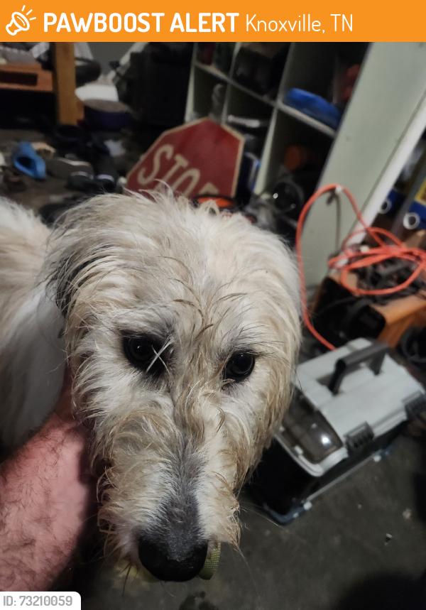 Found/Stray Female Dog last seen Garrison and karns valley, Knoxville, TN 37931