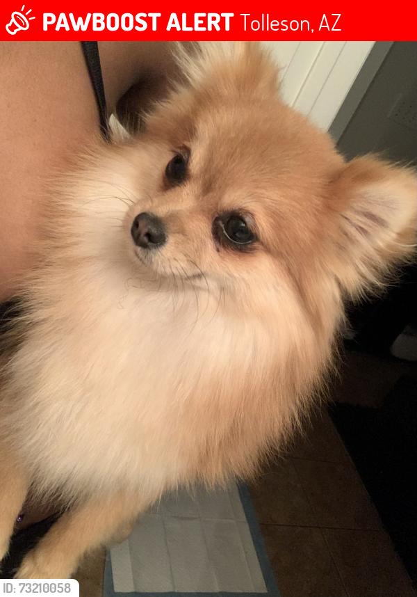 Lost Female Dog last seen 87th Ave & Van Buren St, Tolleson, AZ 85353