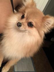 Lost Female Dog last seen 87th Ave & Van Buren St, Tolleson, AZ 85353