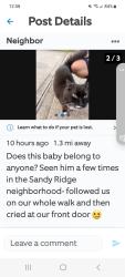 Found/Stray Male Cat last seen Sandy ridge, Crestview, FL 32536