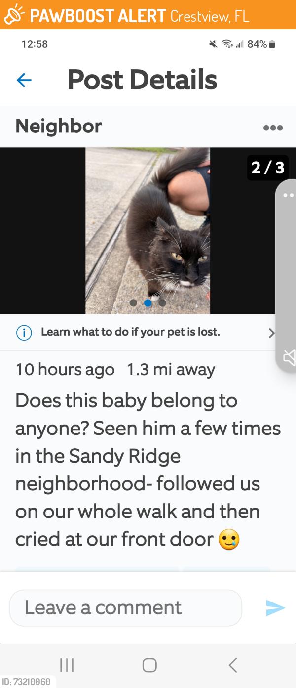 Found/Stray Male Cat last seen Sandy ridge, Crestview, FL 32536
