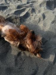 Lost Female Dog last seen Garretson ave in rodeo, Rodeo, CA 94572