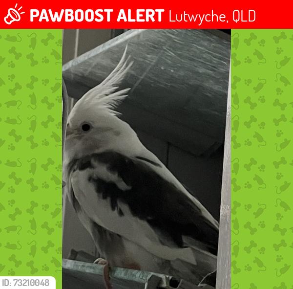 Lost Male Bird last seen Damon Road Lutwyche 4030, Lutwyche, QLD 4030