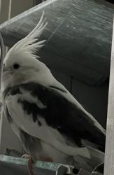 Lost Male Bird last seen Damon Road Lutwyche 4030, Lutwyche, QLD 4030