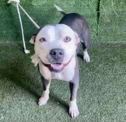 Shelter Stray Female Dog last seen , 5210 W Ave I, Lancaster, CA 93536, USA