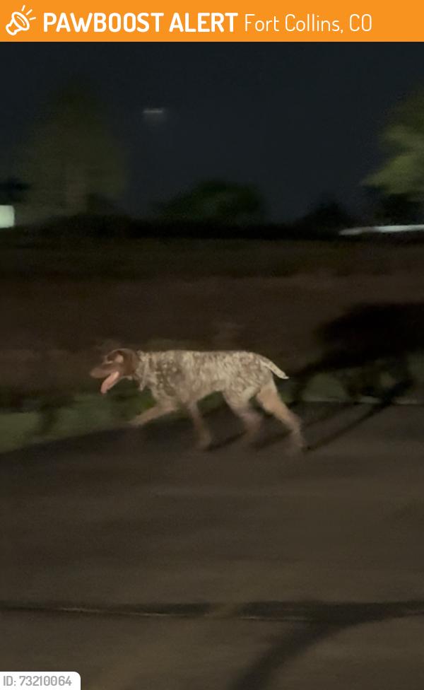 Found/Stray Male Dog last seen Constellation Dr and Sundown Court, Fort Collins, CO 80525