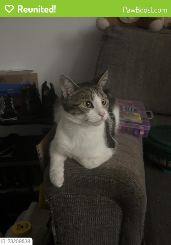 Reunited Female Cat last seen Adar apmts, Stone Mountain, GA 30083