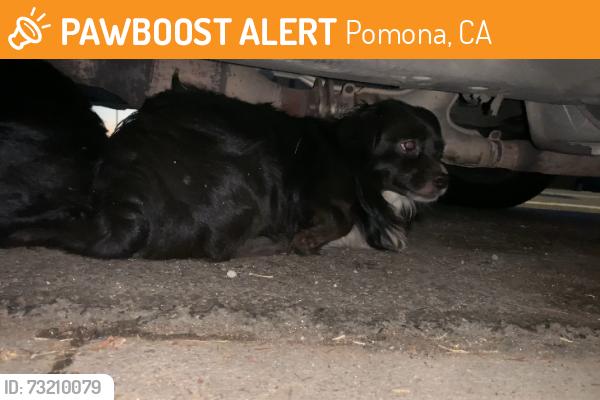 Found/Stray Male Dog last seen Dudley st, Elwood, la vita, Pomona, CA 91768