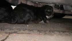 Found/Stray Male Dog last seen Dudley st, Elwood, la vita, Pomona, CA 91768