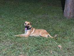 Lost Male Dog last seen E Atlanta rd, Henry County, GA 30281