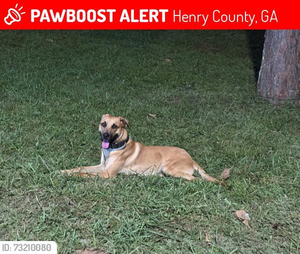 Lost Male Dog last seen E Atlanta rd, Henry County, GA 30281