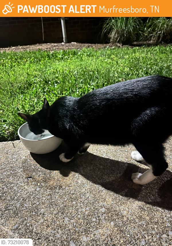 Found/Stray Female Cat last seen Corner of City View Drive and Alumni Drive At the Albion, Murfreesboro, TN 37130