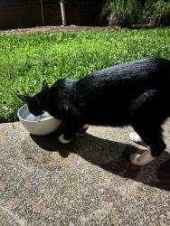 Found/Stray Female Cat last seen Corner of City View Drive and Alumni Drive At the Albion, Murfreesboro, TN 37130