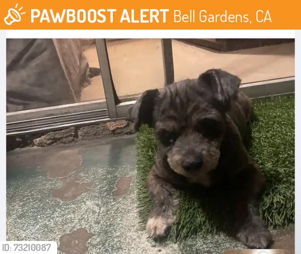 Found/Stray Female Dog last seen Fry street bell gatdens ca, Bell Gardens, CA 90201