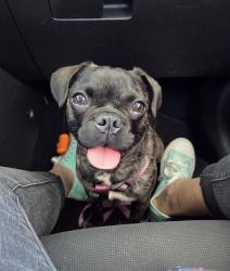 Reunited Female Dog last seen National Ave, San Diego, CA, USA, San Diego, CA 92113