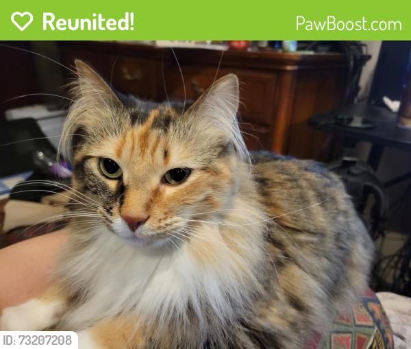 Reunited Female Cat last seen Newcastle Drive, Jenison, MI, Jenison, MI 49428