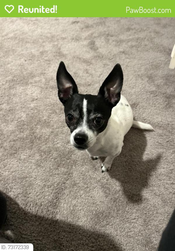 Reunited Male Dog last seen W red Torador cir, North Las Vegas, NV 89031