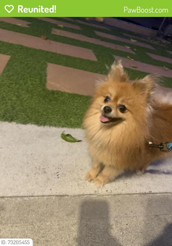 Reunited Male Dog last seen Artesia & Paramount, Long Beach, CA 90805