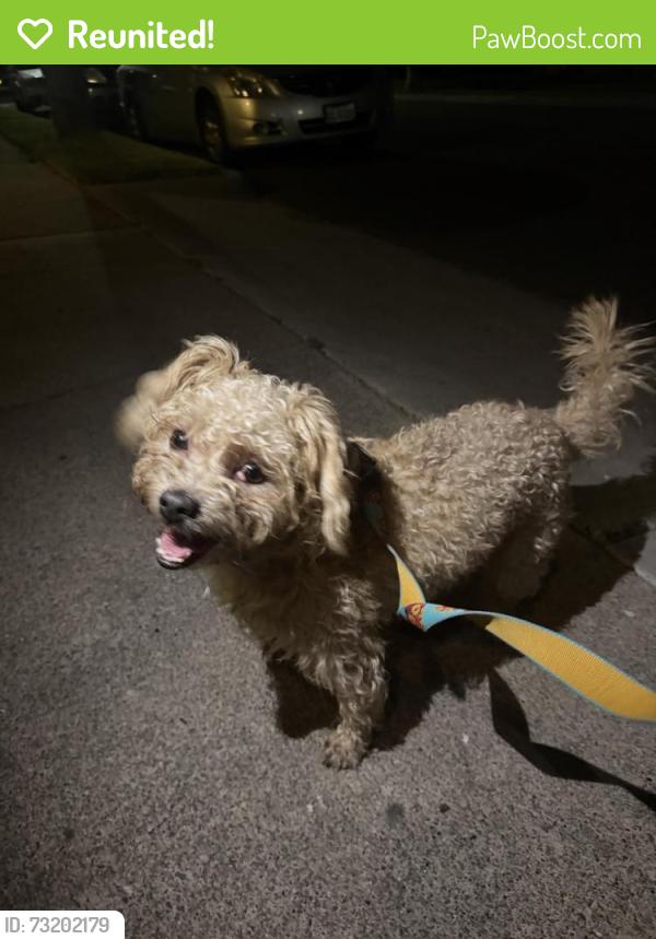 Reunited Male Dog last seen 6th Street, Santa Ana, CA 92706
