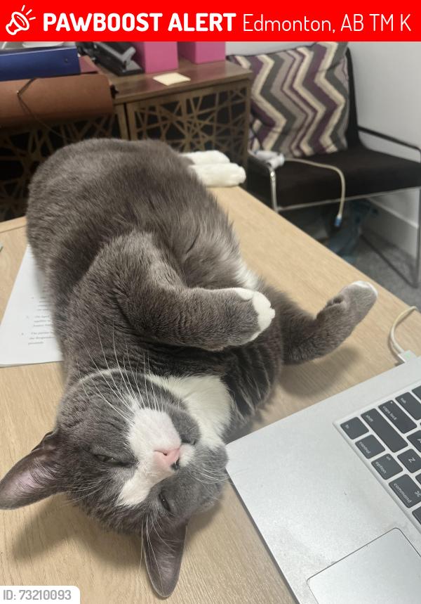 Lost Male Cat last seen Coronation elementary school, Edmonton, AB T5M 2K7