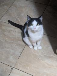 Lost Male Cat last seen Southside Park Dr or Thistle Dr, Solon, OH 44139