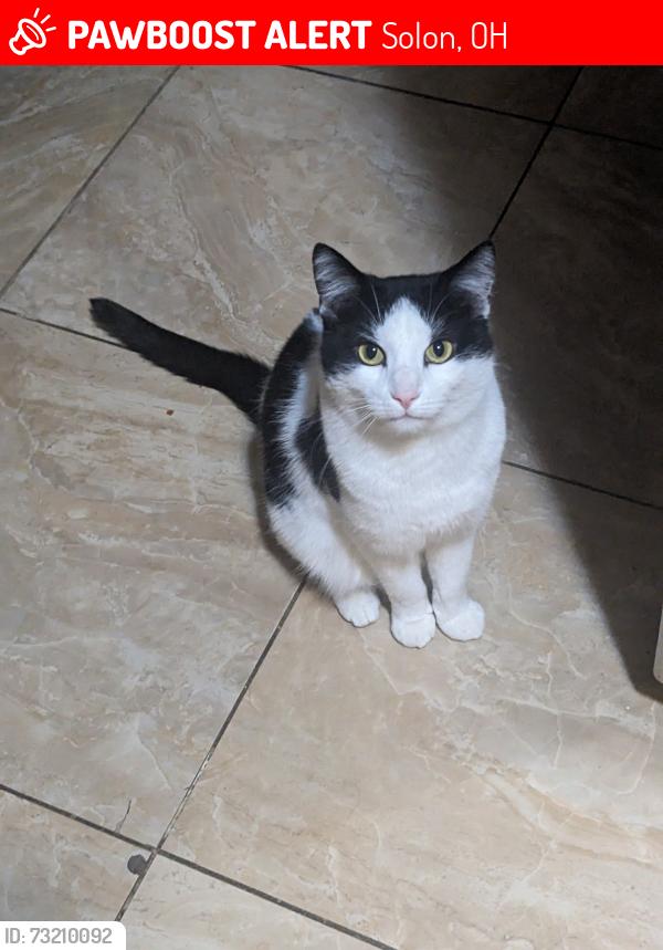 Lost Male Cat last seen Southside Park Dr or Thistle Dr, Solon, OH 44139