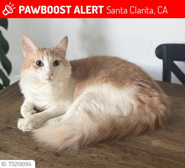 Lost Male Cat last seen Barbacoa Drive and Garza, Santa Clarita, CA 91350