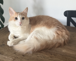 Lost Male Cat last seen Barbacoa Drive and Garza, Santa Clarita, CA 91350