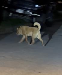 Found/Stray Unknown Dog last seen Near the street corner of Schaffer knoll, Hamilton, OH 45011