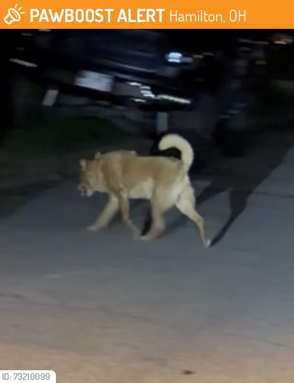 Found/Stray Unknown Dog last seen Near the street corner of Schaffer knoll, Hamilton, OH 45011