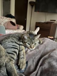 Reunited Male Cat last seen Front st and W walnut Ave, San Diego, CA 92116
