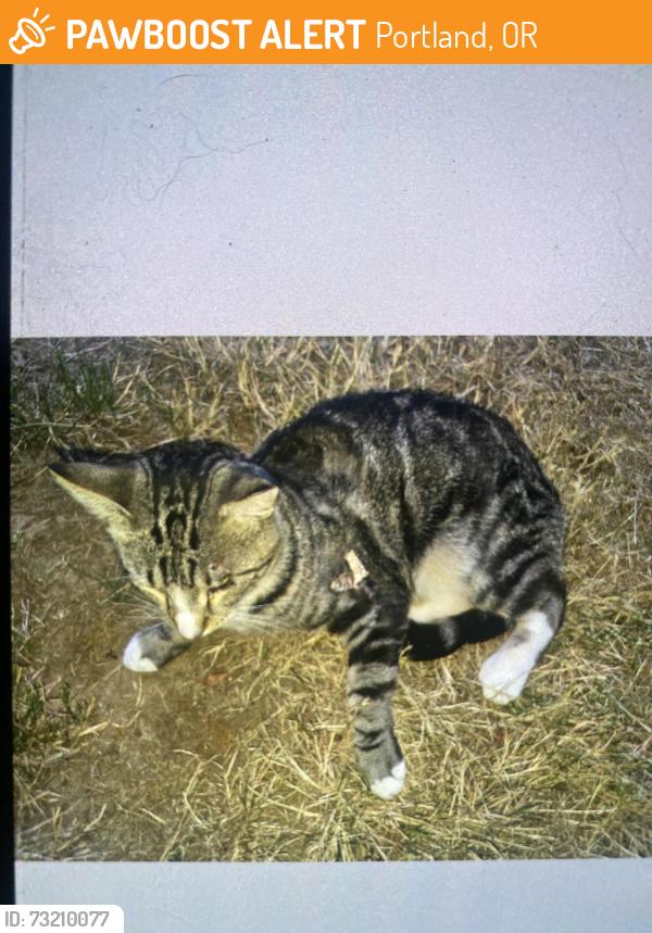 Found/Stray Male Cat last seen King, Portland, OR 97206