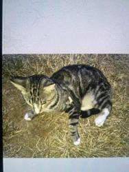 Found/Stray Male Cat last seen King, Portland, OR 97206