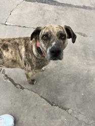 Reunited Female Dog last seen Near S 700 W, Salt Lake City, 84123, Salt Lake City, UT 84123
