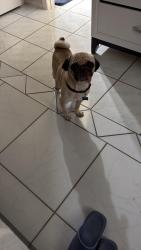 Lost Male Dog last seen Near Limewood Ln Sugarland Tx 77498, Sugar Land, TX 77498