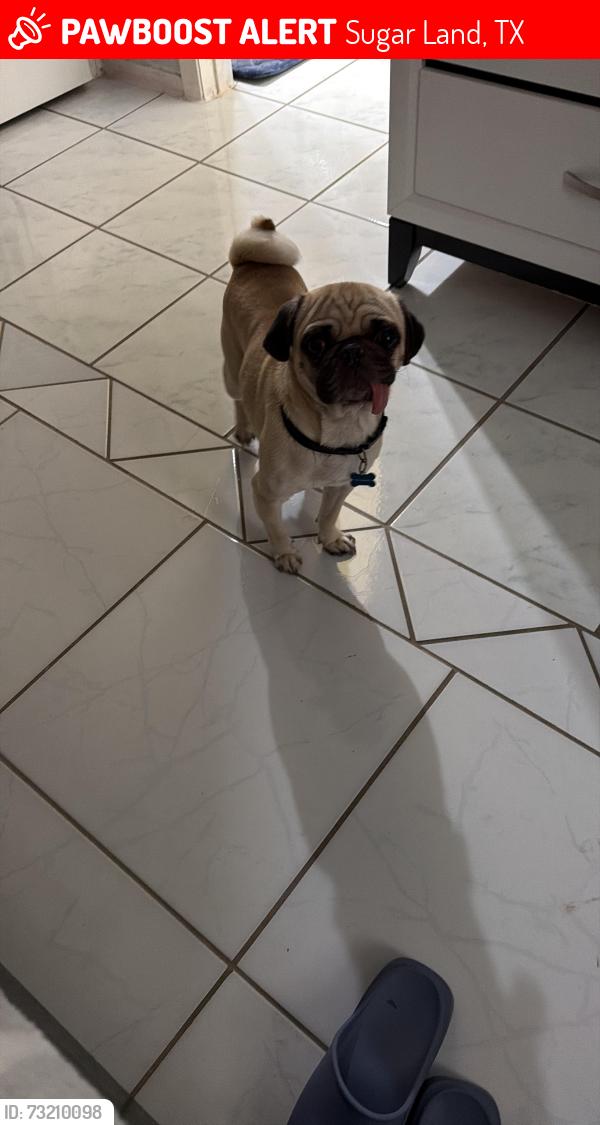 Lost Male Dog last seen Near Limewood Ln Sugarland Tx 77498, Sugar Land, TX 77498