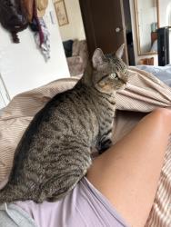 Reunited Male Cat last seen Adams Ave and Arizona Strest, San Diego, CA 92116