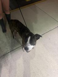 Found/Stray Female Dog last seen Lake Kathryn near NFS06, Lake Kathryn, FL 32767