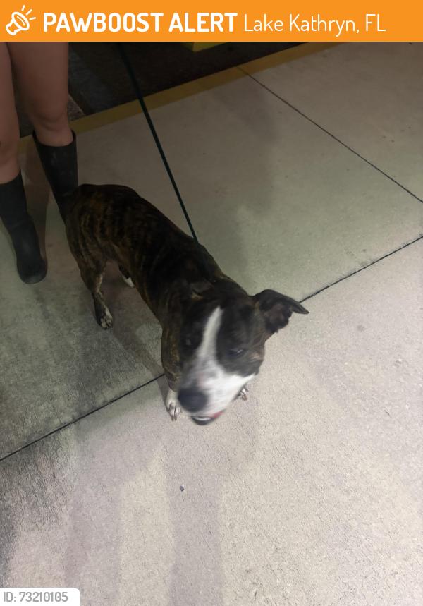 Found/Stray Female Dog last seen Lake Kathryn near NFS06, Lake Kathryn, FL 32767