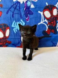 Shelter Stray Female Cat last seen Near Melotte Street, San Diego, CA, 92119, 5500 Gaines St, San Diego, CA 92110, USA