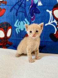 Shelter Stray Male Cat last seen Near Melotte Street, San Diego, CA, 92119, 5500 Gaines St, San Diego, CA 92110, USA