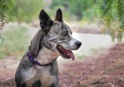 Shelter Stray Male Dog last seen Near W 7th, Escondido, CA, 92025, Escondido, CA 92027, USA